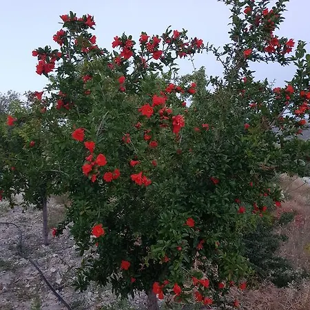 Country house Vouni Lodge *