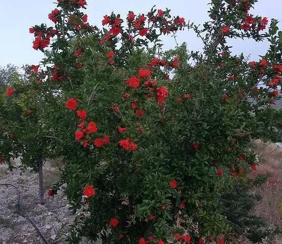 Kır Evi Vouni Lodge *